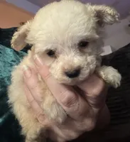 AKC Tiny, a male Poodle - Toy  for sale in Panama City, FL – 6 of 6