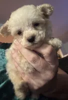 AKC Tiny, a male Poodle - Toy  for sale in Panama City, FL – 4 of 6