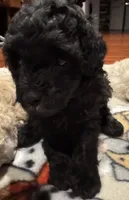 AKC Button, a female Poodle - Toy  for sale in Panama City, FL – 2 of 3