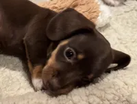 AKC Hershey, a female Miniature Dachshund for sale in Panama City, FL – 6 of 9