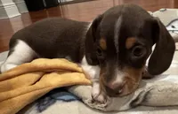 AKC Socks, a female Dachshund for sale in Panama City, FL – 5 of 10