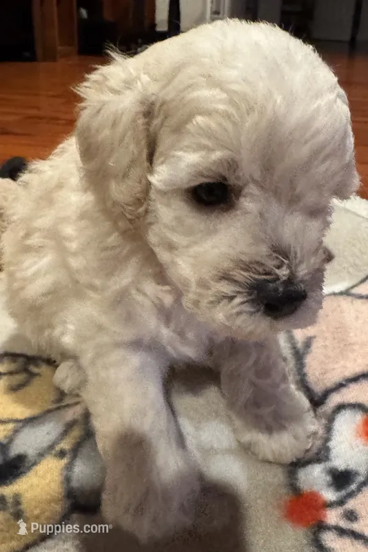 AKC Milo – Poodle - Toy  puppy for sale in Panama City, FL