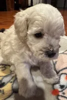 AKC Milo, a male Poodle - Toy  for sale in Panama City, FL – 1 of 3