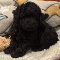 AKC Teddy, a male Poodle - Toy  for sale in Panama City, FL – 1 of 6