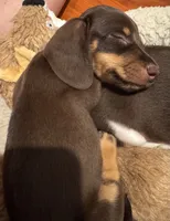AKC Hershey, a female Dachshund for sale in Panama City, FL – 7 of 10