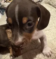 AKC Socks, a female Dachshund for sale in Panama City, FL – 6 of 10