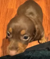AKC Bella, a female Miniature Dachshund for sale in Panama City, FL – 5 of 7