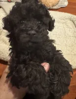 AKC Teddy, a male Poodle - Toy  for sale in Panama City, FL – 3 of 5