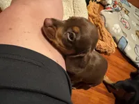 AKC Bella, a female Miniature Dachshund for sale in Panama City, FL – 3 of 7