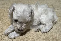 AKC Angel, a female Poodle - Toy  for sale in Panama City, FL – 4 of 4