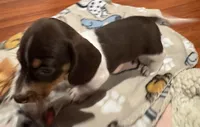 AKC Socks, a female Miniature Dachshund for sale in Panama City, FL – 4 of 10