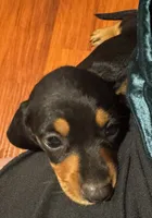 AKC Teddy, a male Dachshund for sale in Panama City, FL – 2 of 5