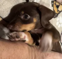 AKC Hershey, a female Miniature Dachshund for sale in Panama City, FL – 3 of 9