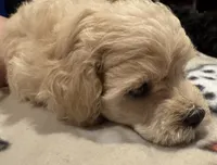 AKC Charlie, a male Poodle - Toy  for sale in Panama City, FL – 2 of 3