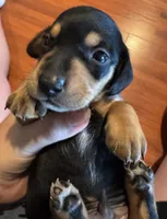 AKC Teddy, a male Miniature Dachshund for sale in Panama City, FL – Photo 7 of 10