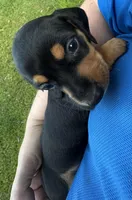 AKC Teddy, a male Miniature Dachshund for sale in Panama City, FL – Photo 5 of 10