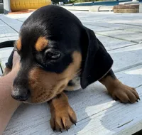 AKC Teddy, a male Miniature Dachshund for sale in Panama City, FL – Photo 1 of 10