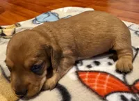 AKC Cooper, a male Miniature Dachshund for sale in Panama City, FL – Photo 2 of 5