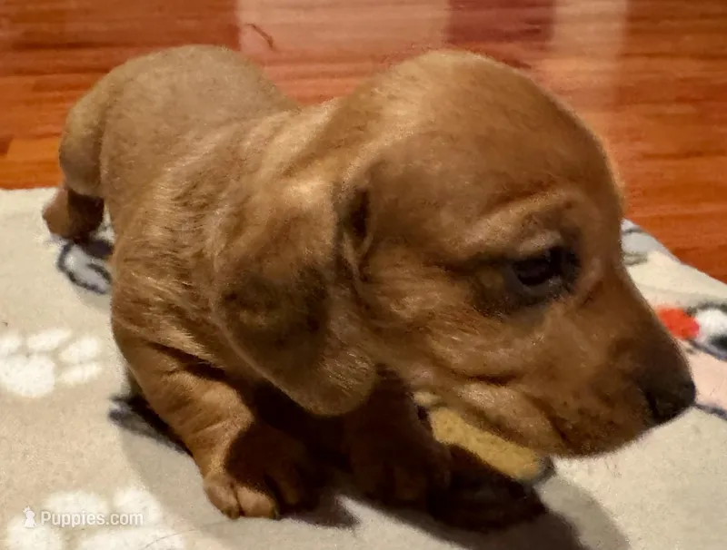 AKC Cooper – Miniature Dachshund puppy for sale in Panama City, FL