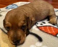 AKC Cooper, a male Miniature Dachshund for sale in Panama City, FL – Photo 5 of 5