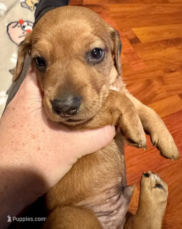 AKC Cooper – Miniature Dachshund puppy for sale in Panama City, FL