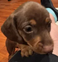 AKC Bella, a female Miniature Dachshund for sale in Panama City, FL – 4 of 7