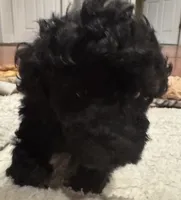 AKC Teddy, a male Poodle - Toy  for sale in Panama City, FL – 4 of 5