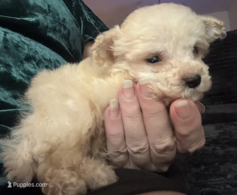 AKC Tiny – Poodle - Toy  puppy for sale in Panama City, FL