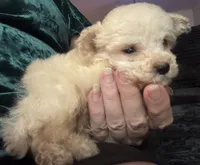 AKC Tiny, a male Poodle - Toy  for sale in Panama City, FL – 3 of 6