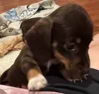 AKC Hershey, a female Dachshund for sale in Panama City, FL – 2 of 10