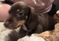 AKC Hershey, a female Miniature Dachshund for sale in Panama City, FL – 7 of 9