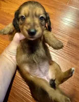 AKC Spice, a female Miniature Dachshund for sale in Panama City, FL – Photo 4 of 6