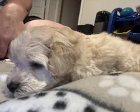 AKC Charlie, a male Poodle - Toy  for sale in Panama City, FL – 3 of 3