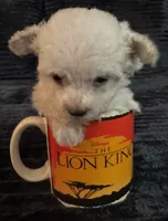 AKC Tiny, a male Poodle - Toy  for sale in Panama City, FL – 2 of 6