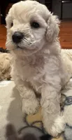 AKC Milo, a male Poodle - Toy  for sale in Panama City, FL – 2 of 3