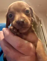 AKC Little Red, a male Miniature Dachshund for sale in Panama City, FL – Photo 4 of 6