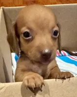 AKC Little Red, a male Miniature Dachshund for sale in Panama City, FL – Photo 3 of 6