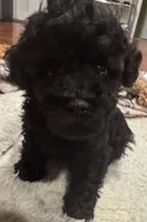 AKC Teddy, a male Poodle - Toy  for sale in Panama City, FL – 5 of 6