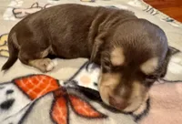 AKC Hashtag, a male Dachshund for sale in Panama City, FL – Photo 8 of 8