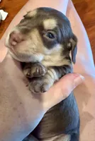 AKC Hashtag, a male Dachshund for sale in Panama City, FL – Photo 6 of 8