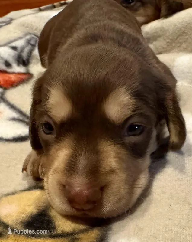 AKC Hashtag – Dachshund puppy for sale in Panama City, FL