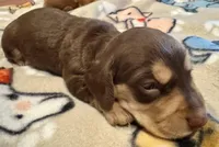 AKC Hashtag, a male Dachshund for sale in Panama City, FL – Photo 7 of 8