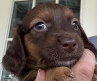 AKC Ruby, a female Miniature Dachshund for sale in Panama City, FL – Photo 7 of 7