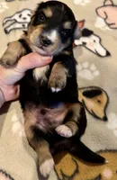 AKC Socks, a male Dachshund for sale in Panama City, FL – Photo 1 of 8