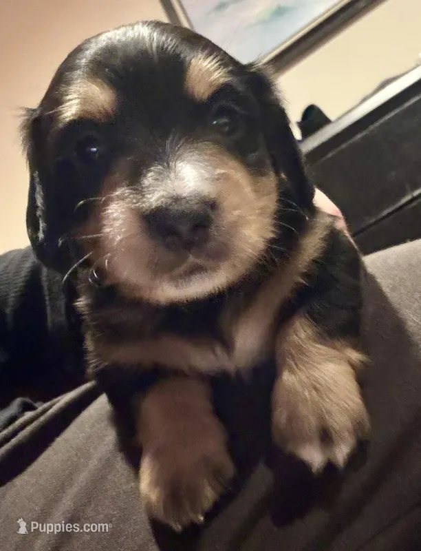 AKC Socks – Dachshund puppy for sale in Panama City, FL