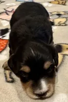 AKC Socks, a male Dachshund for sale in Panama City, FL – Photo 2 of 8