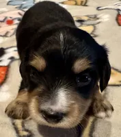 AKC Socks, a male Dachshund for sale in Panama City, FL – Photo 6 of 8