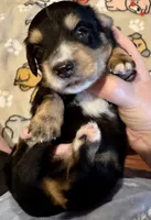 AKC Socks, a male Miniature Dachshund for sale in Panama City, FL – Photo 3 of 8