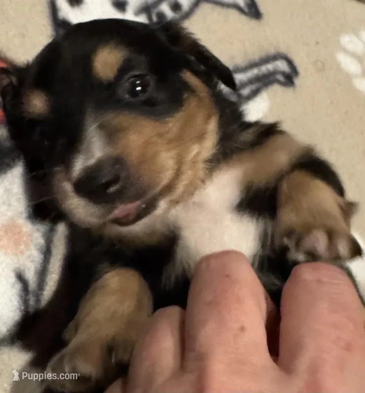 AKC Socks – Miniature Dachshund puppy for sale in Panama City, FL