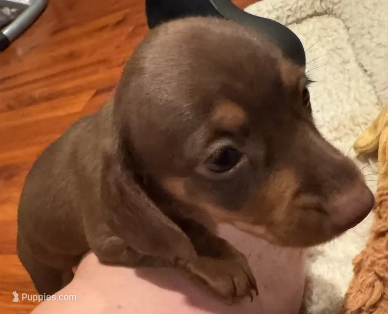 AKC Bella – Dachshund puppy on hold in Panama City, FL